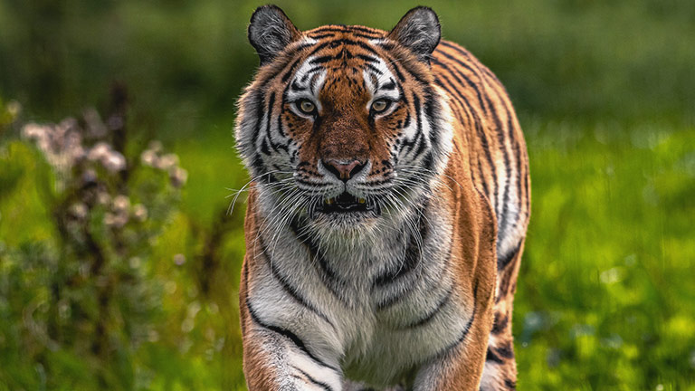 A beautiful tiger walking through greenery at Yorkshire Wildlife Park 